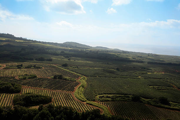 Organic plantation